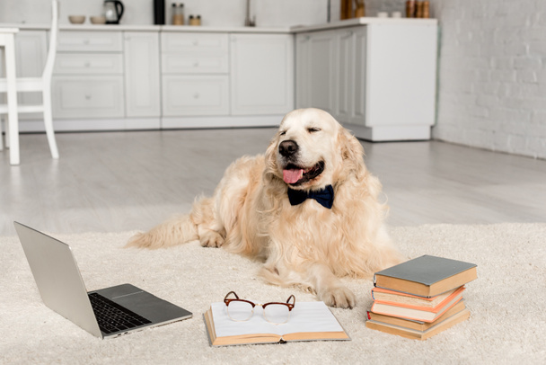 cute golden retriever in bow tie lying on floor with laptop and books  - Fotografie, Obrázek