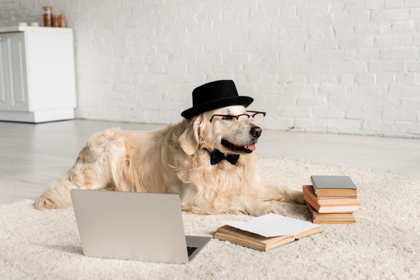 cute golden retriever in bow tie, glasses and hat lying on floor with laptop and books  - Fotoğraf, Görsel