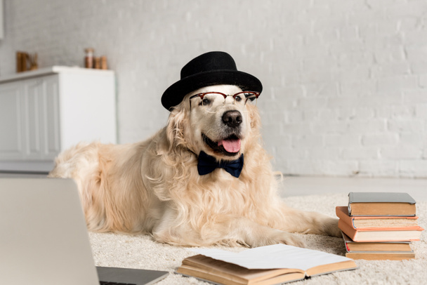 cute golden retriever in bow tie, glasses and hat lying on floor with laptop and books  - Photo, image