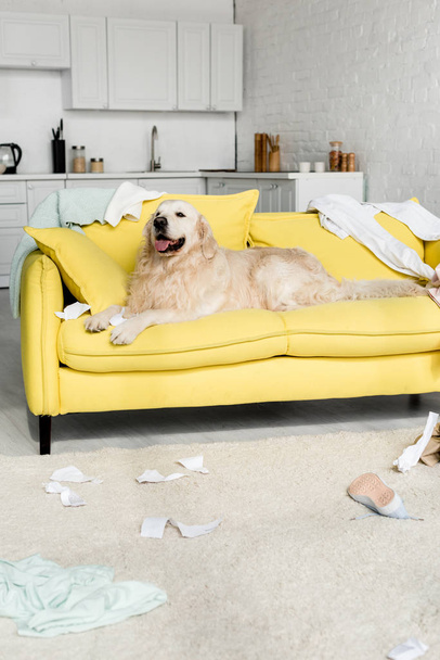 cute golden retriever in lying on bright yellow sofa in messy apartment  - Foto, afbeelding