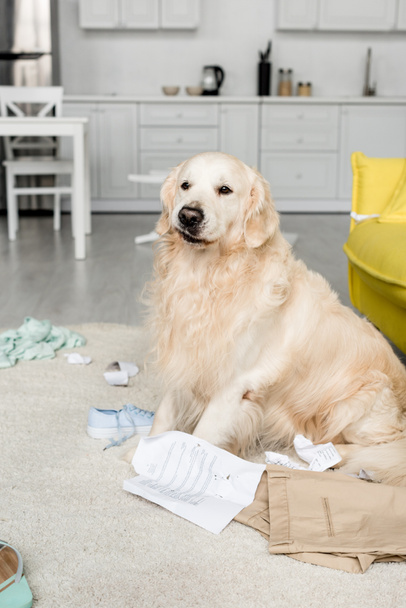 cute golden retriever sitting on floor in messy apartment  - Photo, Image