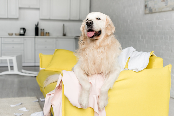 lindo golden retriever acostado en un sofá amarillo en un apartamento desordenado
  - Foto, Imagen