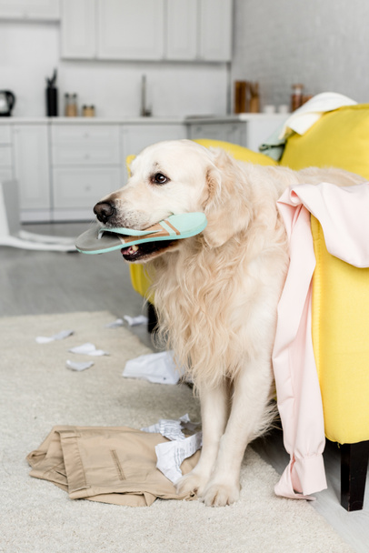 cute golden retriever lying on yellow sofa and holding slipper in messy apartment  - 写真・画像