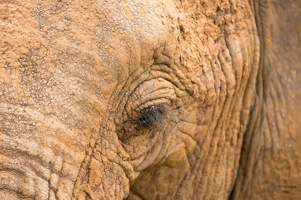 Close-up of the face of a big elephant - Zdjęcie, obraz