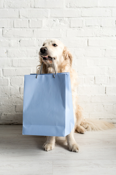 cute golden retriever holding blue shopping bags in apartment  - Фото, изображение