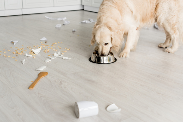 χαριτωμένο χρυσόs retriever τρώει τρόφιμα σκυλιών από μεταλλικό μπολ στην ακατάστατη κουζίνα  - Φωτογραφία, εικόνα