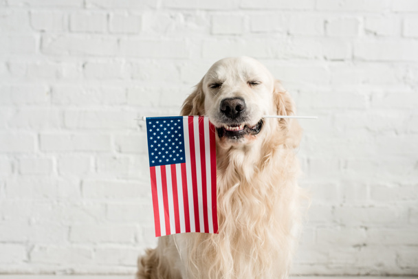 アメリカの国旗を保持して目を閉じてかわいいゴールデンレトリーバー   - 写真・画像