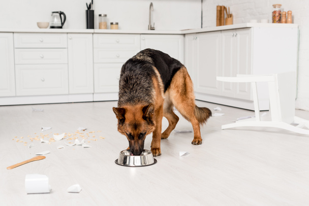 cute German Shepherd eating dog food from metal bowl in messy kitchen  - Фото, зображення