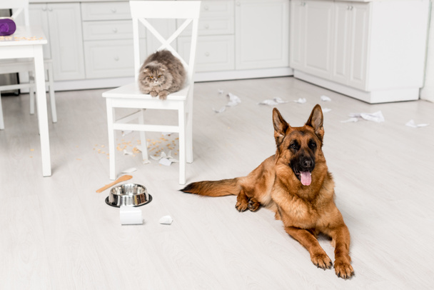 cute German Shepherd lying on floor and grey cat lying on chair in messy kitchen - Photo, Image