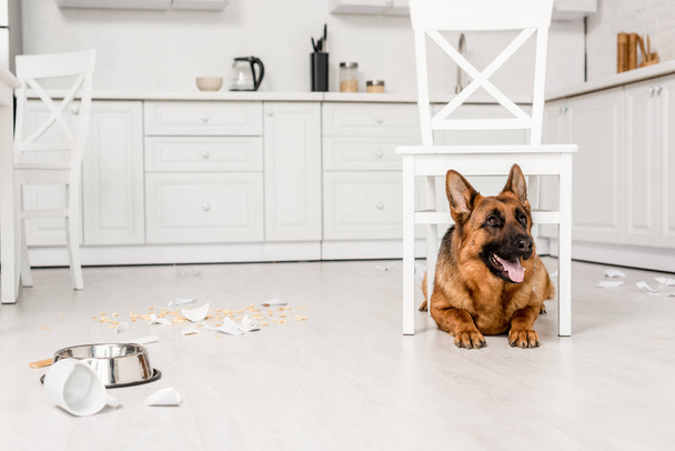 Netter Schäferhund liegt unter weißem Stuhl auf dem Boden in unordentlicher Küche - Foto, Bild