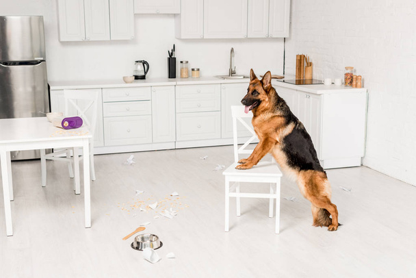  cute German Shepherd standing on white chair and looking away in messy kitchen - Foto, Bild