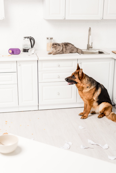 cute and grey cat lying on white surface and German Shepherd sitting on floor in messy kitchen - Foto, immagini