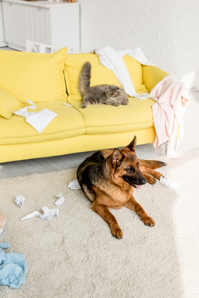 cute and grey cat lying on yellow sofa and German Shepherd lying on floor in messy apartment  - Foto, Imagen