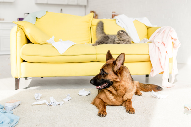 cute and grey cat lying on yellow sofa and German Shepherd lying on floor in messy apartment  - Foto, immagini