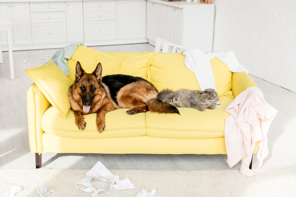 lindo y gris gato y perro acostado en amarillo sofá en desordenado apartamento
  - Foto, imagen