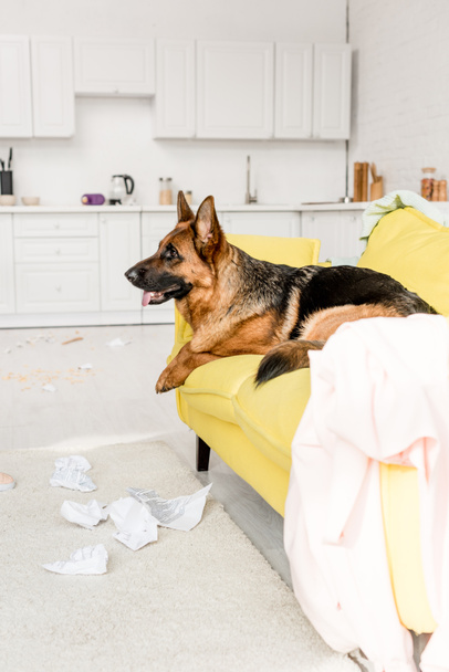 Seitenansicht des niedlichen Schäferhundes, der auf dem gelben Sofa in der chaotischen Wohnung liegt  - Foto, Bild