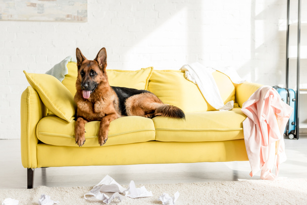 Netter Schäferhund liegt auf leuchtend gelbem Sofa in schmuddeliger Wohnung  - Foto, Bild