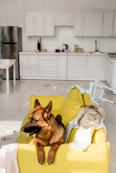 leuke Duitse herder en grijze kat liggend op heldere gele sofa in rommelige appartement  - Foto, afbeelding