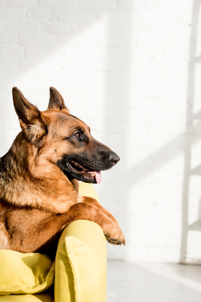 Seitenansicht des entzückenden und niedlichen Schäferhundes, der in der Wohnung liegt  - Foto, Bild