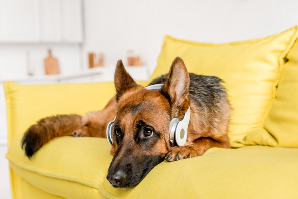 az apartmanban világos sárga kanapén fekve fejhallgató aranyos Németjuhász  - Fotó, kép