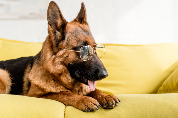 Netter Schäferhund in Brille liegt auf leuchtend gelbem Sofa in Wohnung - Foto, Bild