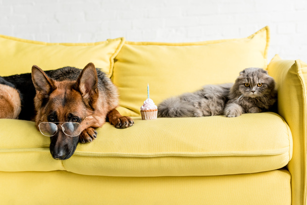 roztomilý německého ovčáka v brýle a šedá kočka ležící na zářivě žluté pohovce s narozeniny cupcake v bytě - Fotografie, Obrázek