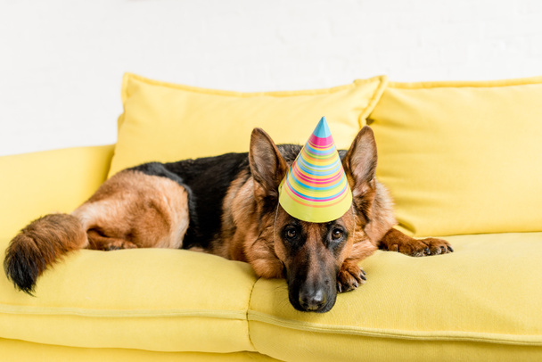 cute German Shepherd in party cap lying on bright yellow couch in apartment - Fotó, kép