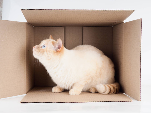 Ginger tomcat acostado en la caja de papel, caja de cartón con un gato sobre fondo blanco
 - Foto, imagen