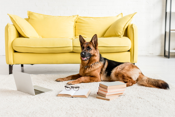 милая немецкая овчарка лежит на полу с ноутбуком и книгами в квартире
  - Фото, изображение