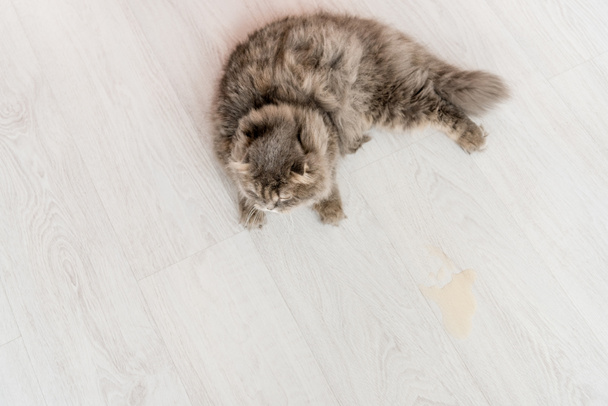 top view of cute grey cat lying on white and wooden floor in apartment  - Photo, image