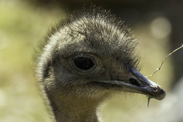 emu brown beautiful big bird - Фото, изображение