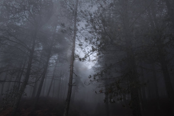 Full moon rising a myst erdőben - Fotó, kép