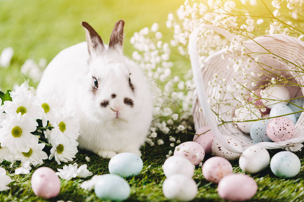 Valkoinen kani ja pääsiäismunat korissa keväällä taustalla
 - Valokuva, kuva