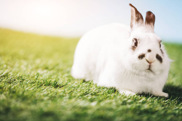 Conejo blanco tendido en pradera verde
 - Foto, imagen