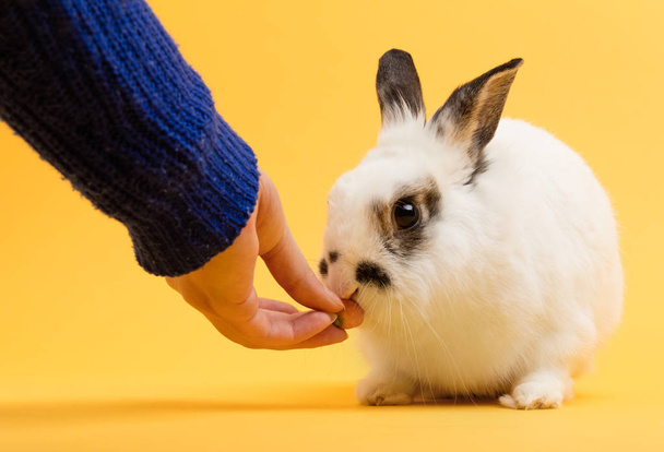 Mujer alimentando conejo con zanahoria sobre fondo amarillo
 - Foto, imagen