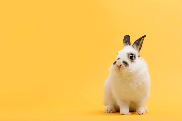 Маленький кролик сидит на желтом фоне
 - Фото, изображение