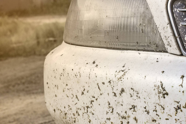 Uszkodzony owad na zderzak samochodu i chłodnicy. Zmiażdżyć komary  - Zdjęcie, obraz