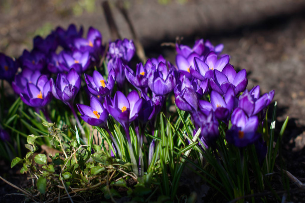 Primo blu, crochi viola a aiuola in giardino, durante la primavera
. - Foto, immagini