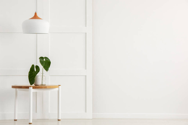 Plant on a table and lamp next to an empty wall. Place your graphic - Photo, image
