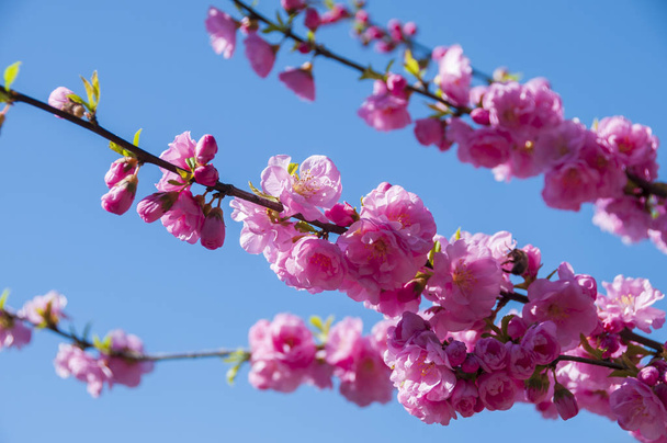 Blooming sakura flowers in spring. - Фото, зображення