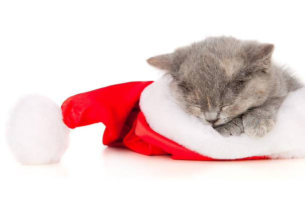 Beautiful cat in a Santa Claus hat - Foto, imagen