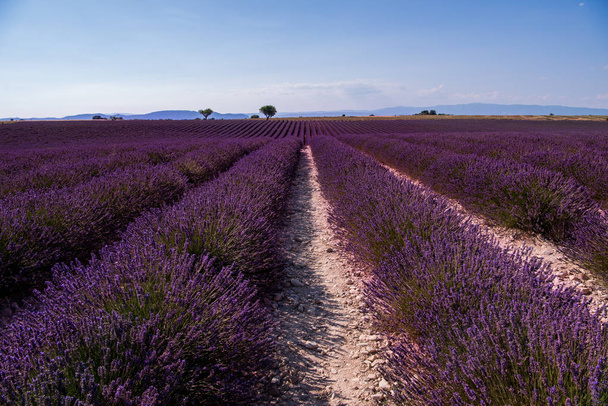 Lavendelfeld Frankreich - Foto, Bild