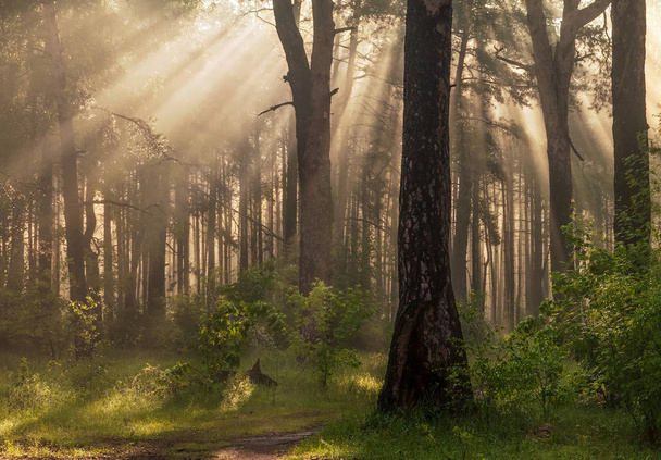 Sabah. Ormanda yürümek. Güneş ışınları. - Fotoğraf, Görsel