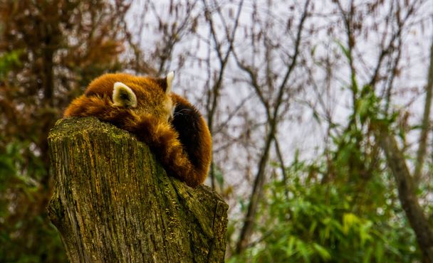 Vörös panda alszik egy csonka fa tetején, Veszélyeztetett állatfaj Ázsiából - Fotó, kép