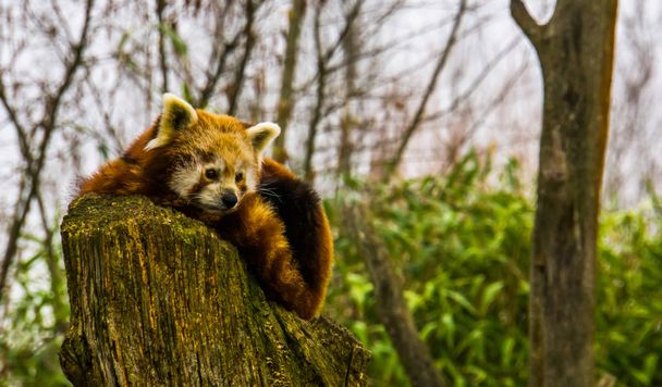 closeup of a red panda laying on a stumped tree top, Endangered animal specie from Asia - Photo, Image
