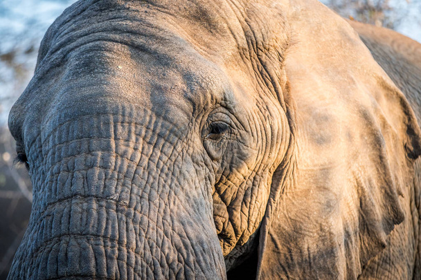 Gros plan d'une tête d'éléphant dans le Kruger
. - Photo, image