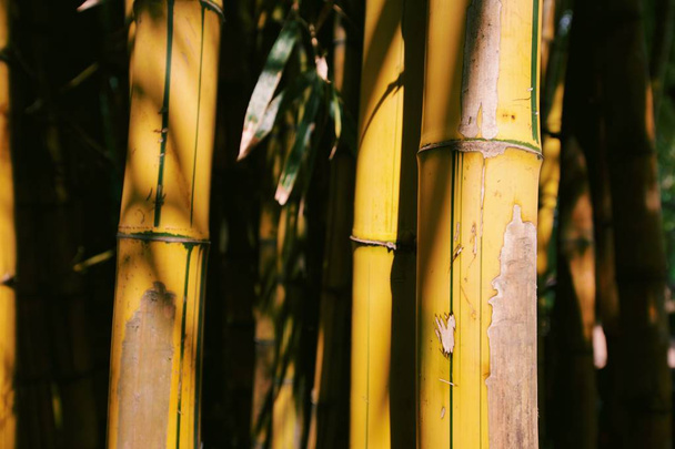 Close-up shot van bamboe groeit in bos in Guangzhou, China - Foto, afbeelding