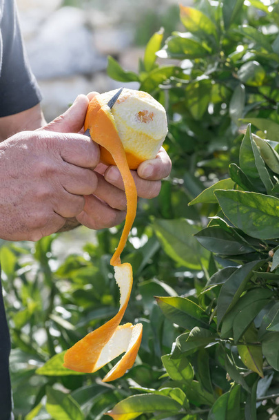 Gros plan mains de la personne pelant avec un couteau un fruit juteux frais de l'oranger dans le jardin. Le concept de manger sainement des fruits biologiques et des aliments crus
 - Photo, image