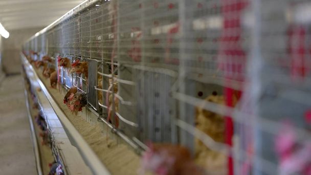 Hens in the cages. - Photo, Image