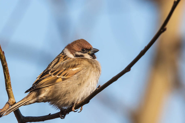 A multi-colored sparrow sits on a thin branch and looks at the photographer. Blue sky. Close-up. Wild nature. - Photo, Image